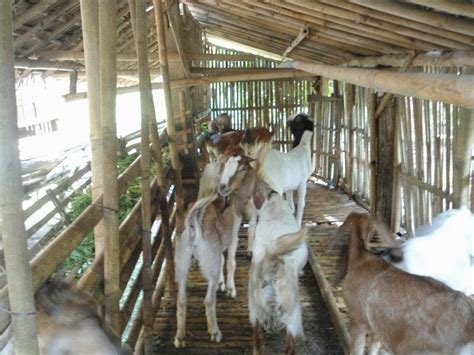 kambing masuk rumah  Kambing korban yang mati tersambar petir di Kabupaten Bima, Provinsi Nusa Tenggara Barat (NTB), Jumat (1/12/2023) BAGIKAN: Listen to this article